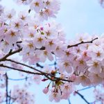 Cherry blossoms by Surendra