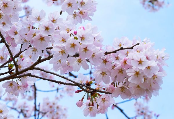 Cherry blossoms by Surendra