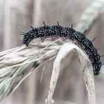 Caterpillar of a peacock butterfly