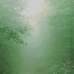fog in forest
