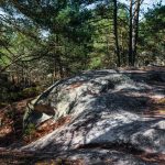 The Fontainebleau Forest