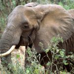 African elephant