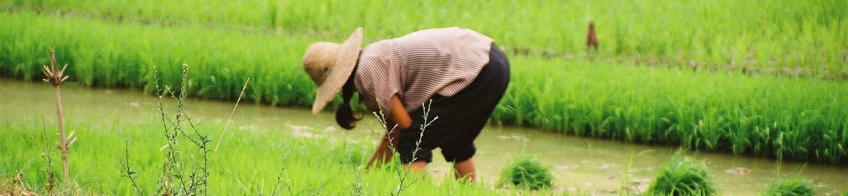 tending rice paddies