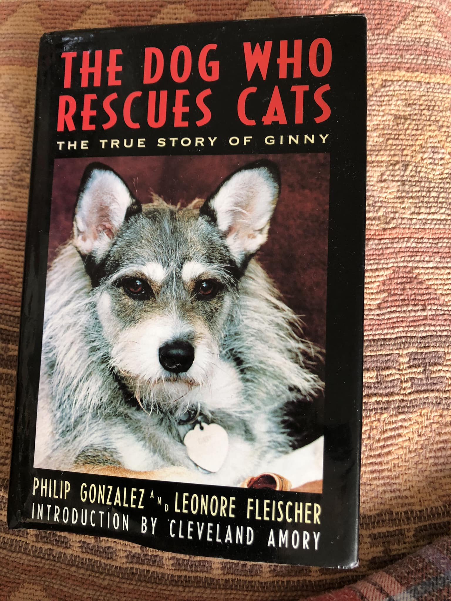 The Dog who Rescues Cats
