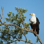 eagle on tree