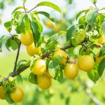 Ripe yellow plums on a tree in a garden