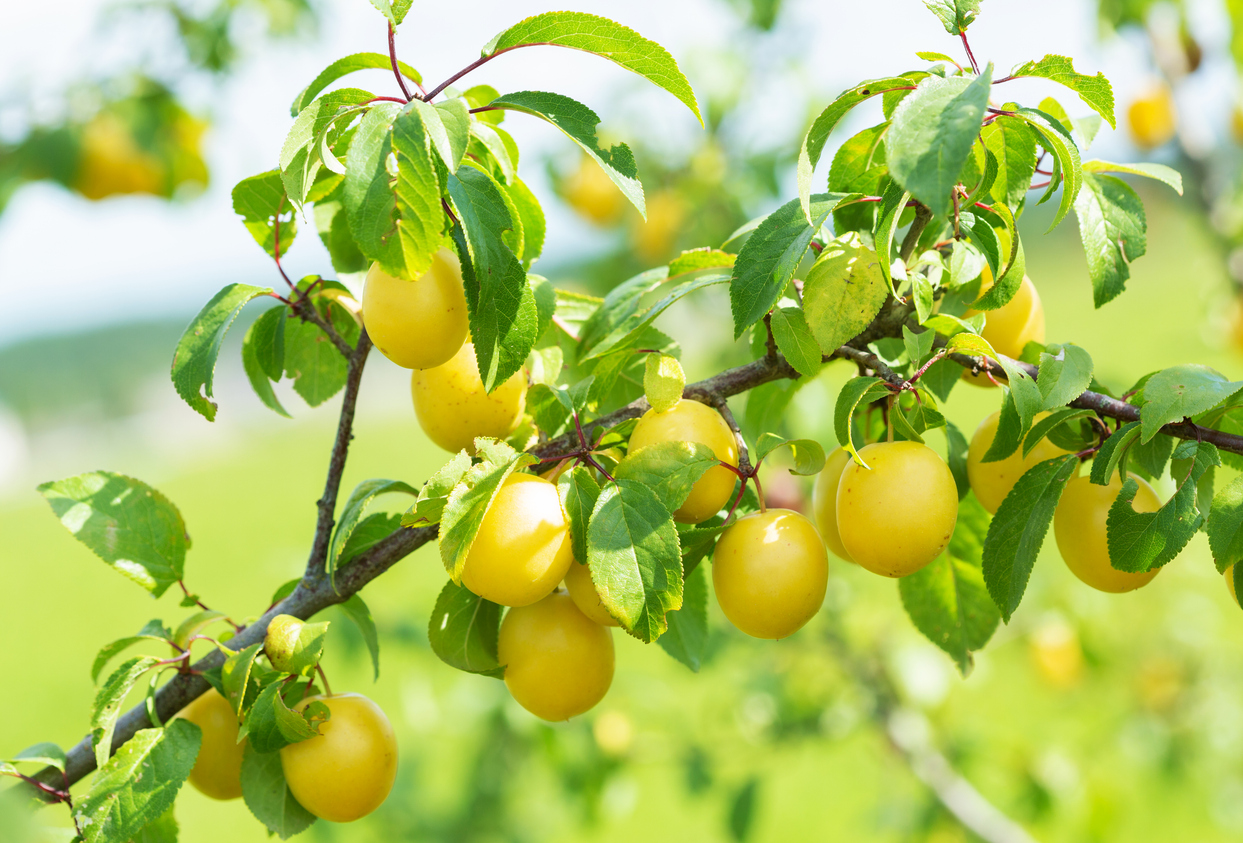 Ripe yellow plums on a tree in a garden