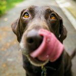 Dog with tongue out