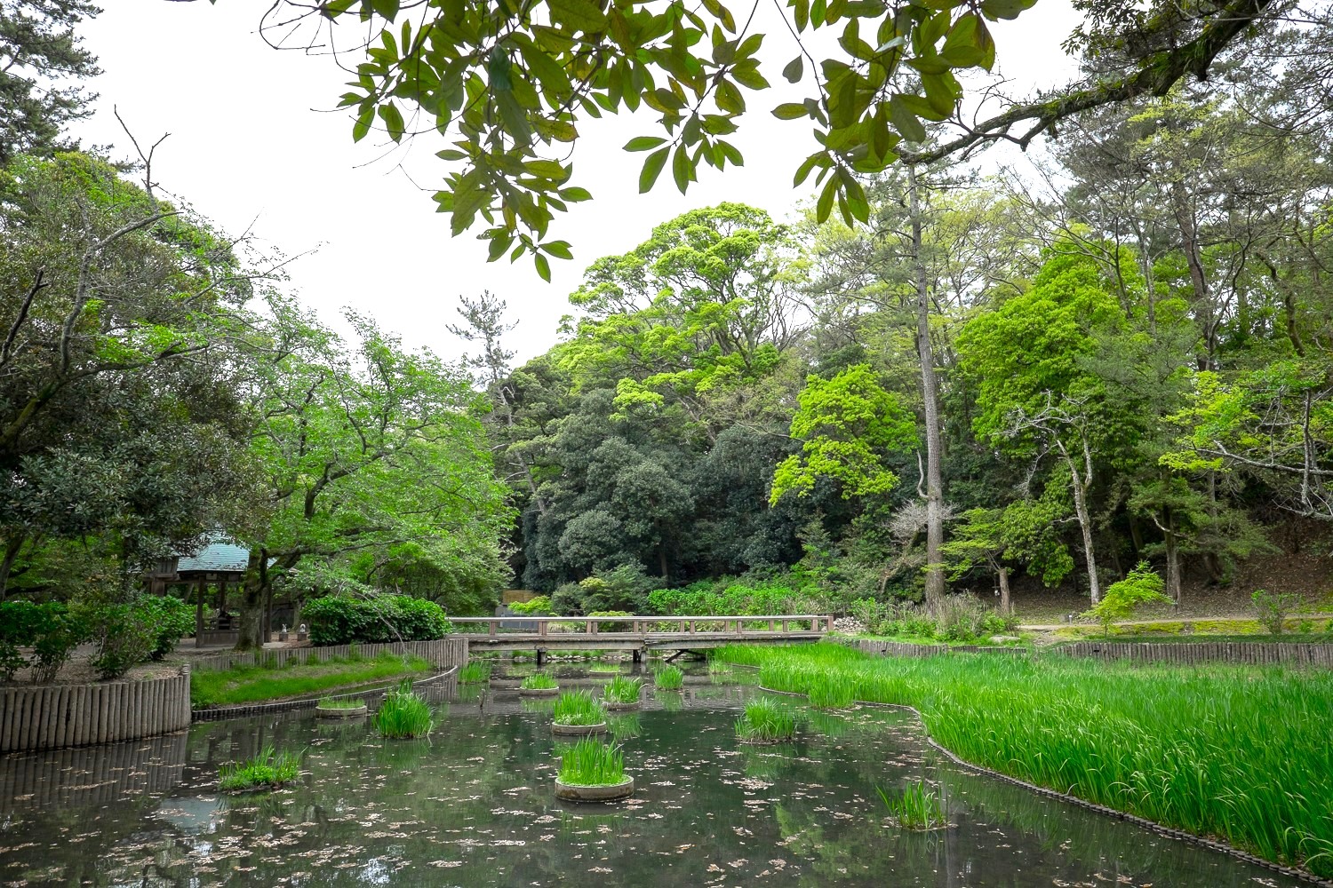 Pond of Purity