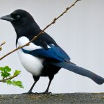 Magpie cr Daniel Beltrams