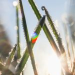 Rainbow through dewdrops