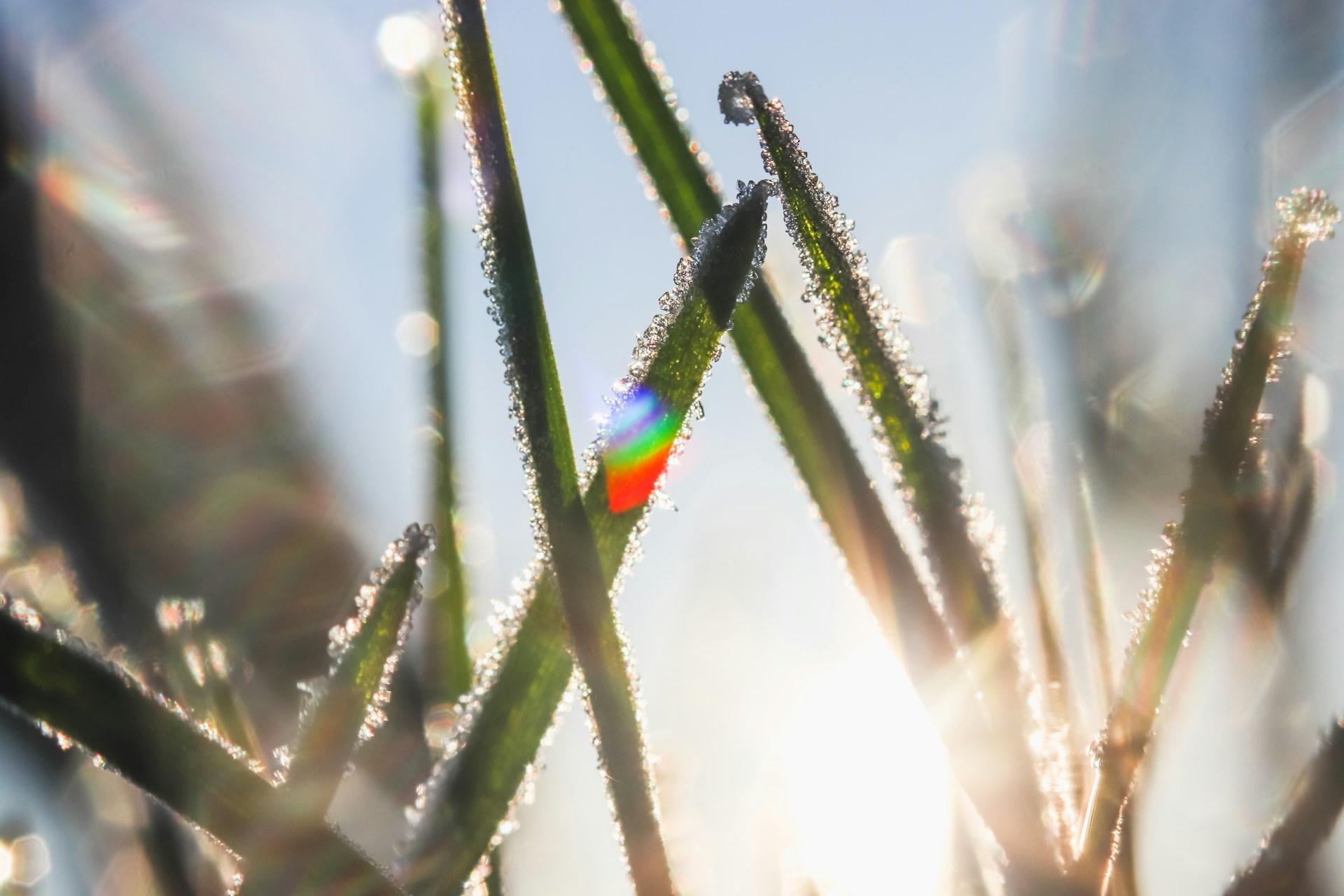 Rainbow through dewdrops