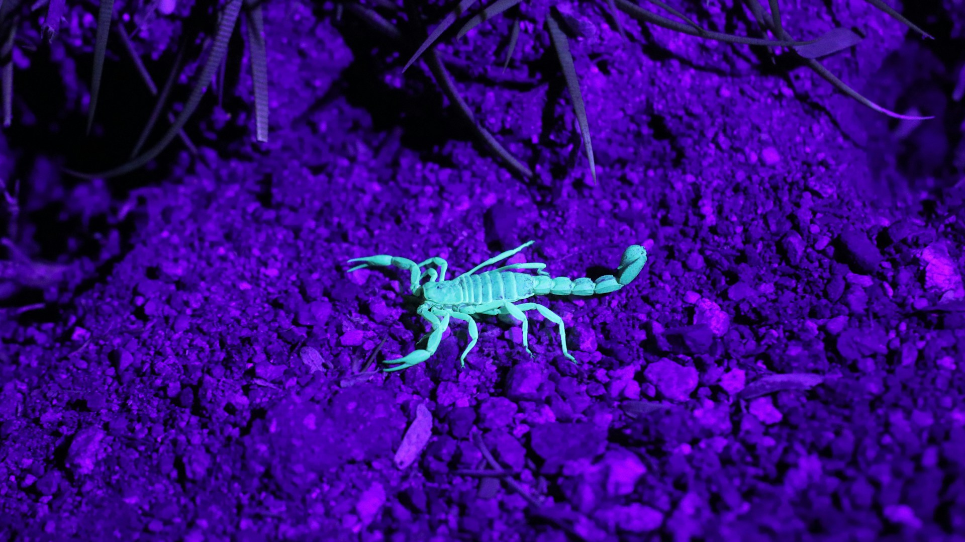 Scorpion