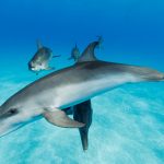 Swim with wild dolphins