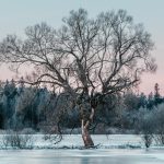 Tree in winter