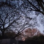 Morning in Koregaon Park