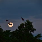 Bats and full moon