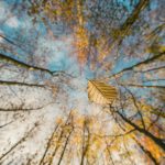 A beech leaf falling