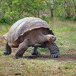 Galapagos Island Giant Tortoises, on Santa Cruz Island
