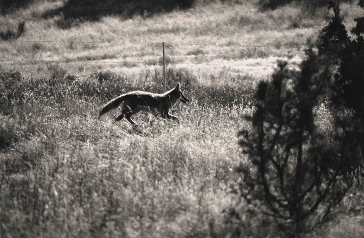 Coyote