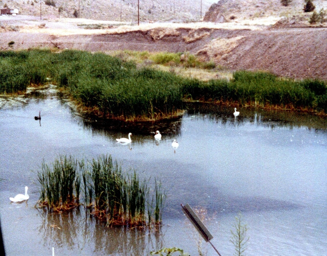 Swans at B-site