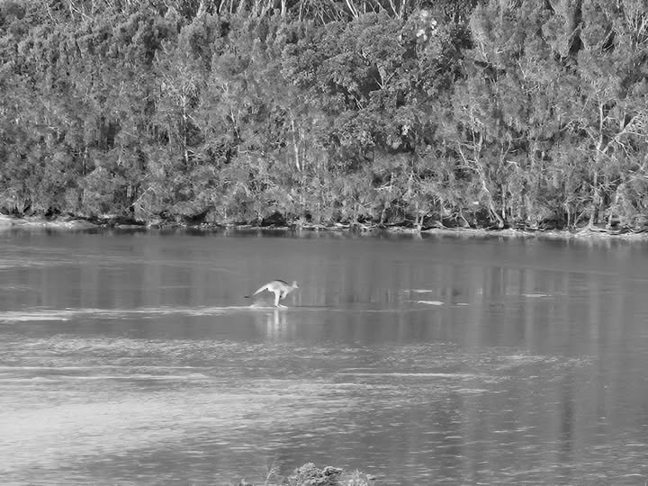 Kangaroo in stream