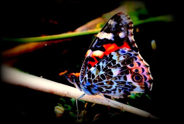 Butterfly