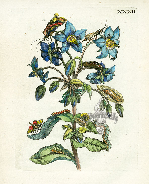 Merian’s Metamorphosis
