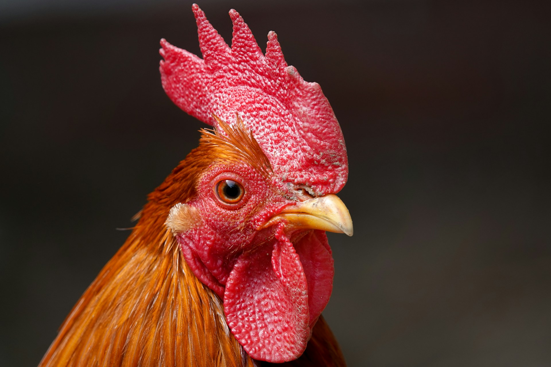 Cockerel