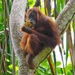 Orangutan with honeycomb