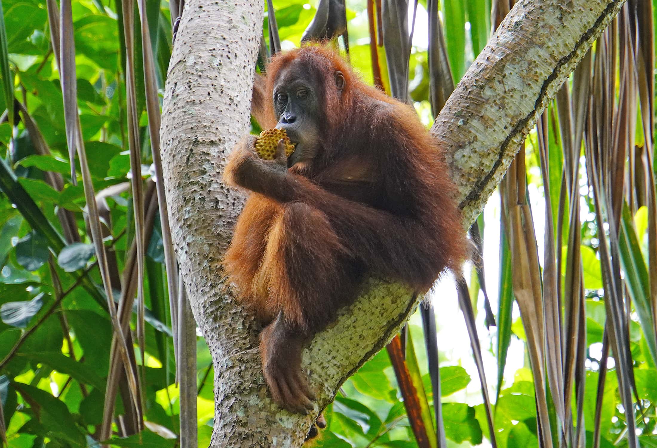 Orangutan with honeycomb