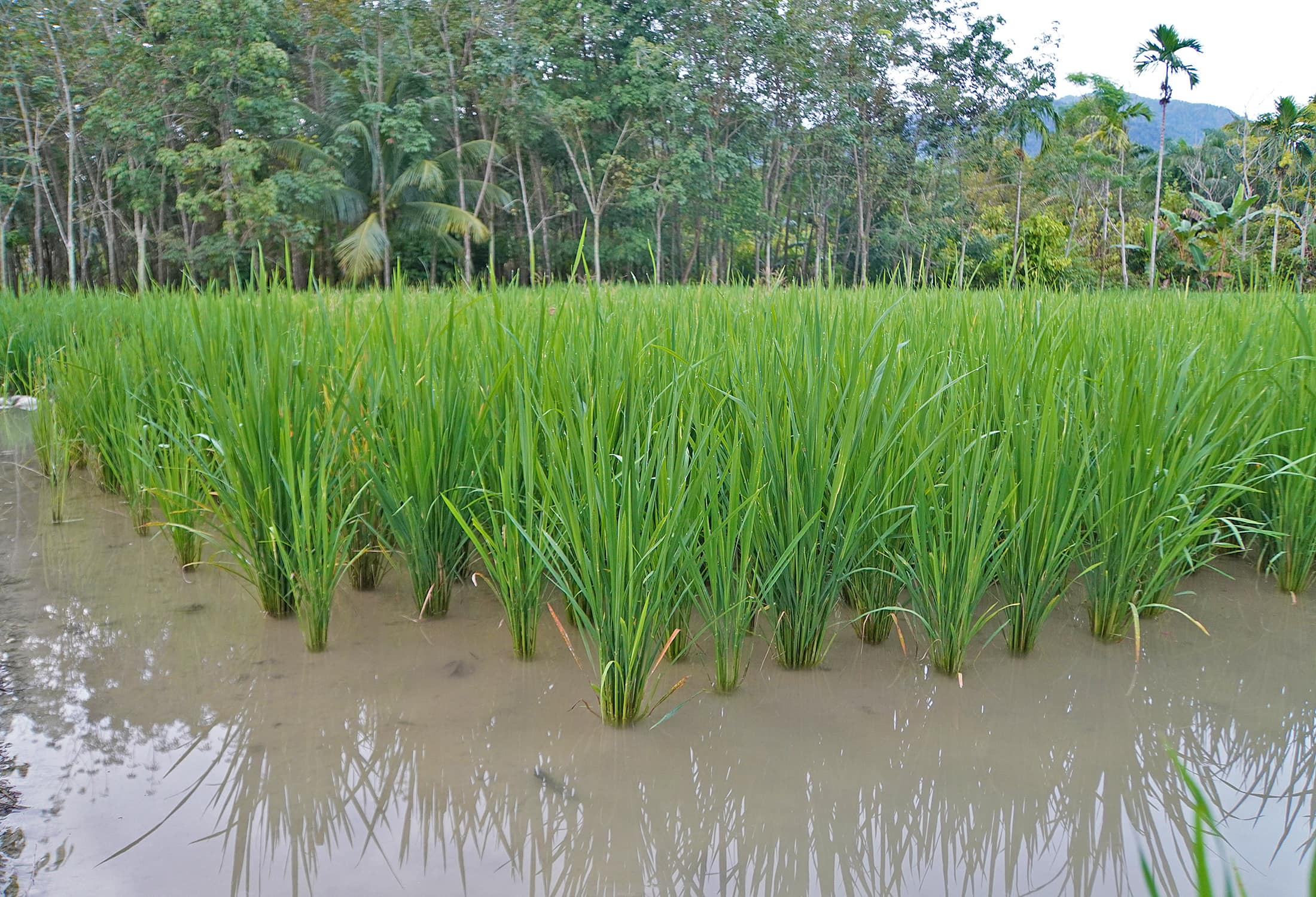 Rice field