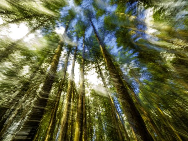 Sublime Rapture by Allan Forest