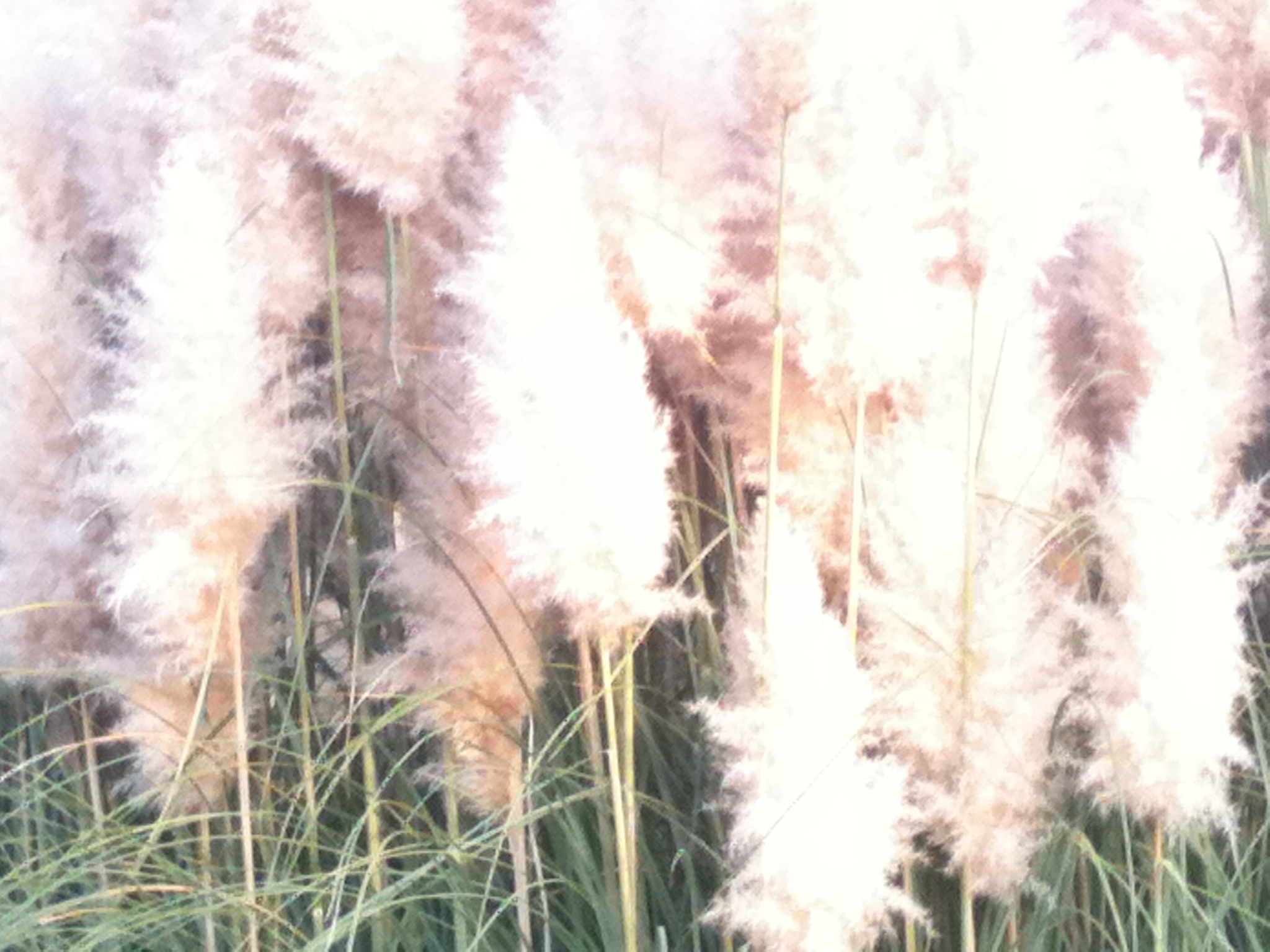 Flowering grasses by Avikal