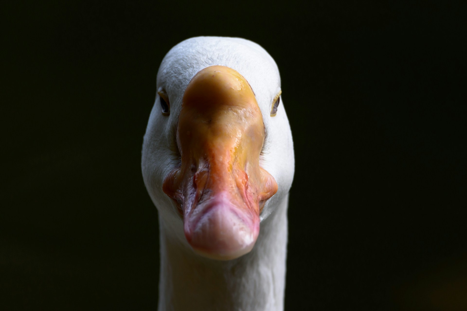 Goose
