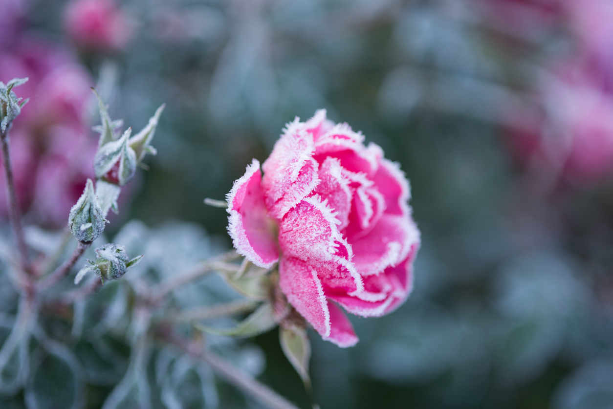 Rose in winter