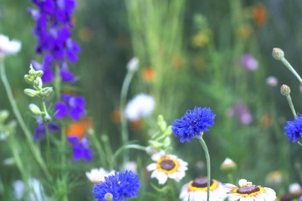 179954852_4969112663115730_6822335892533854821_n