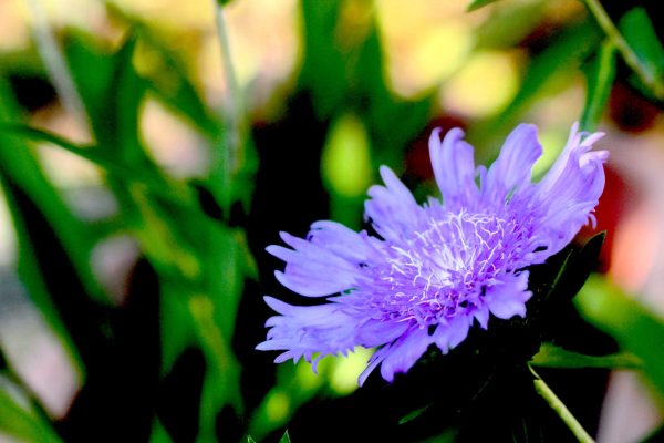 198114622_5095181797175482_3157278102842603790_n