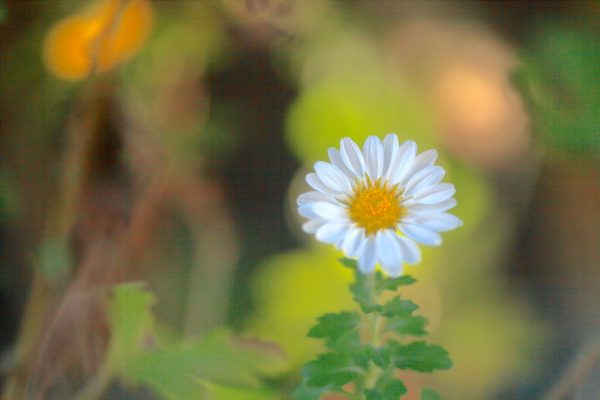 Flowers by Deekshant