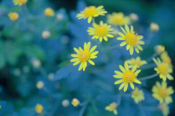 Flowers by Deekshant