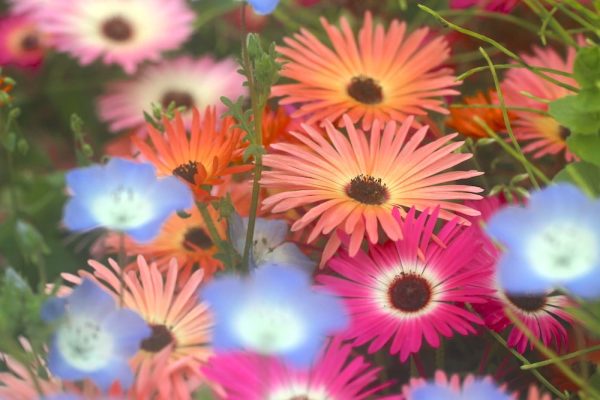 488228957_24558996030367435_5968161019281658602_n