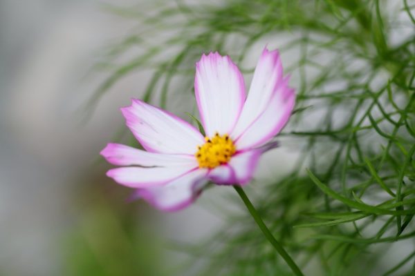 489583307_24595696573364047_28479208760831677_n