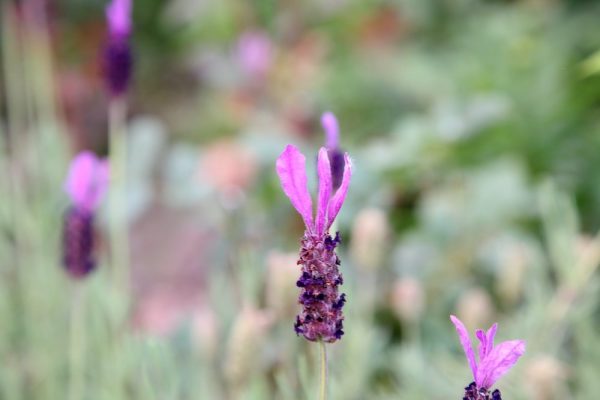 489785026_24582503278016710_7765482756963193883_n