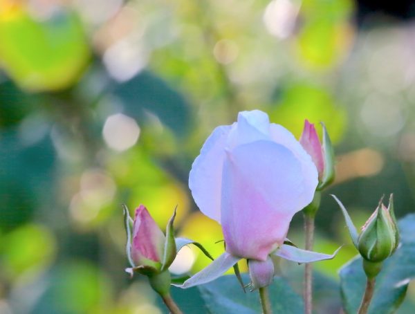 494024905_24743605341906502_646753824138502803_n