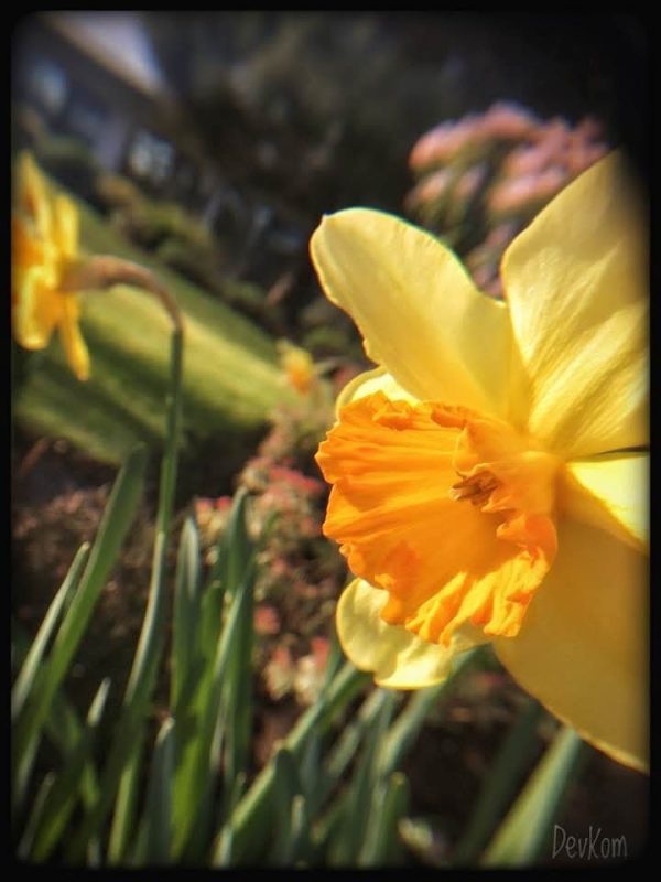 Sping flower - photo by Devesh Komaromi