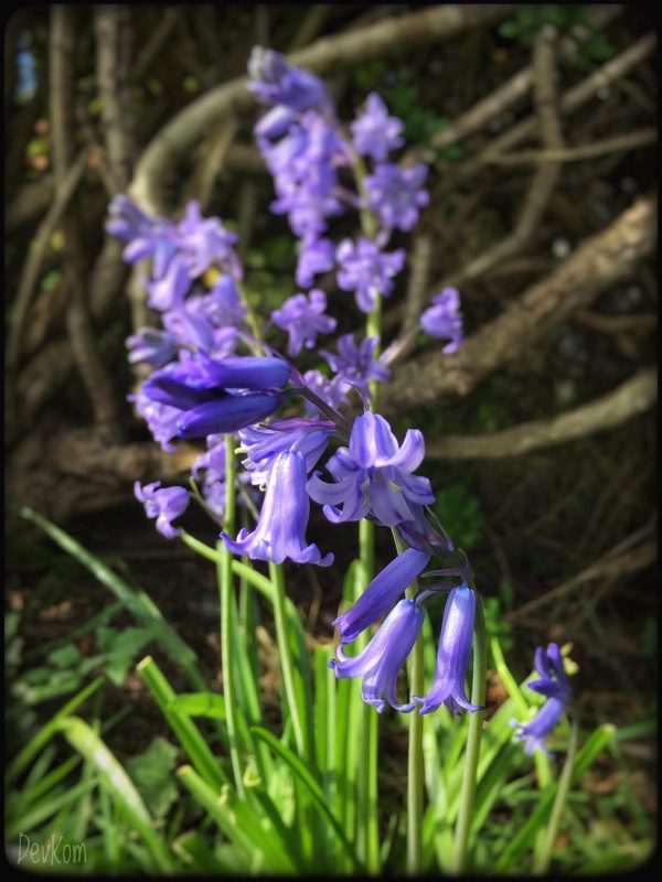 Sping flower - photo by Devesh Komaromi