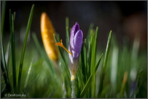 Sping flower - photo by Devesh Komaromi