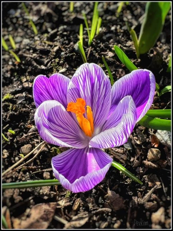 Sping flower - photo by Devesh Komaromi