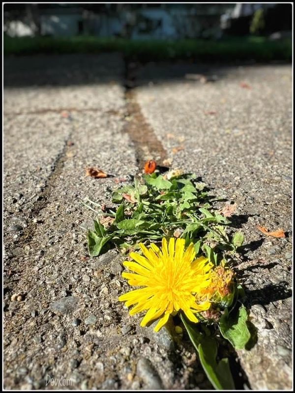 Sping flower - photo by Devesh Komaromi