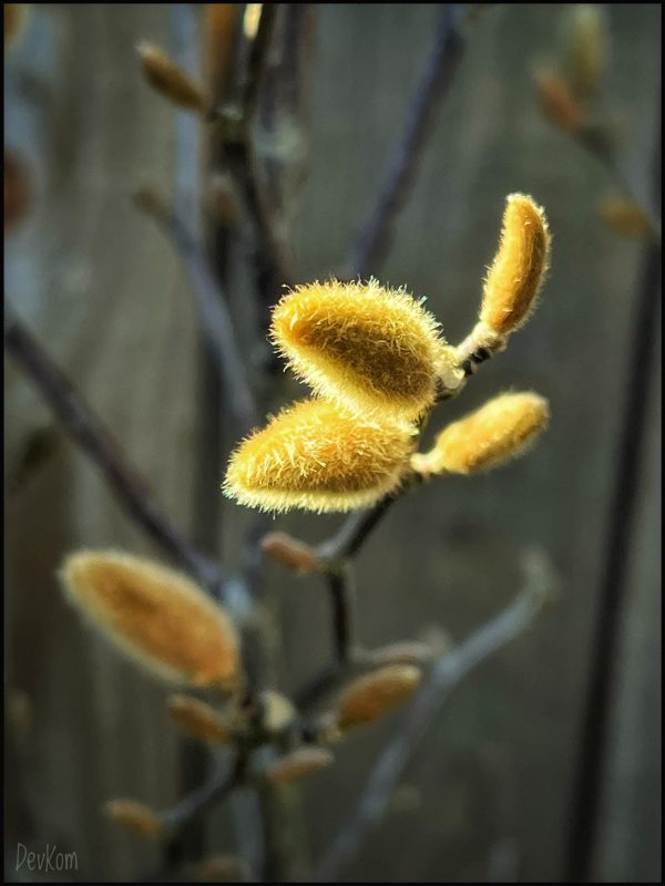 Sping flower - photo by Devesh Komaromi